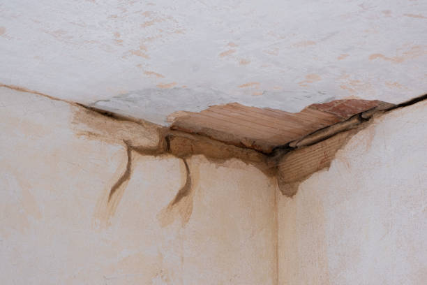 Best Water damage mitigation services  in Honea Path, SC