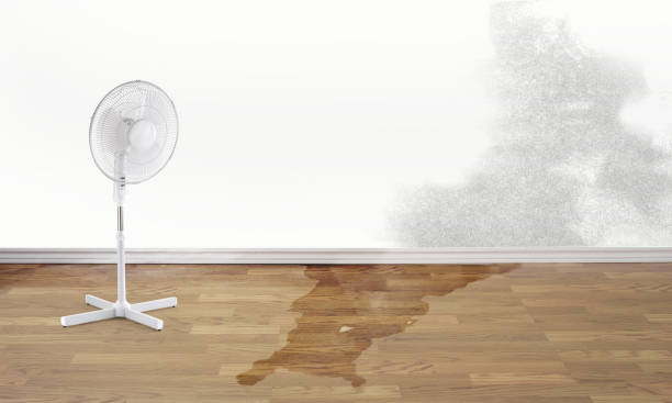 Best Flood damage cleanup  in Honea Path, SC